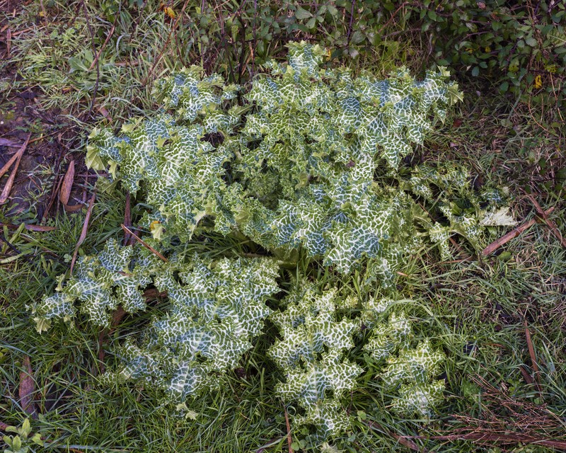 Blessed Milkthistle photo 3