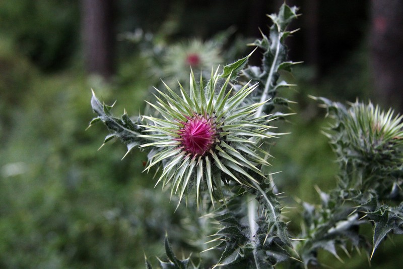 Blessed Milkthistle photo 4