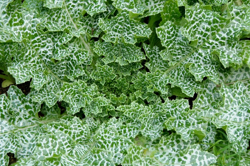 Blessed Milkthistle photo 5