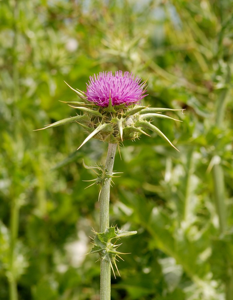 Blessed Milkthistle photo 8