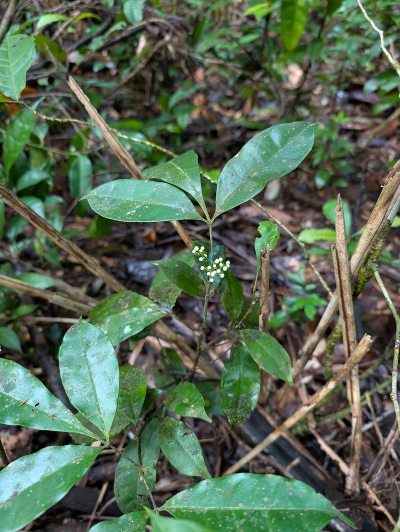 Simaba guianensis subsp. guianensis