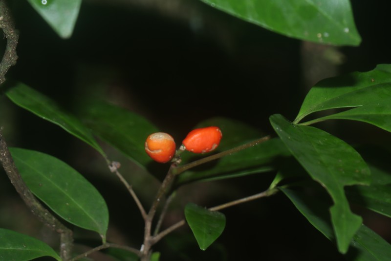 Simaba guianensis subsp. guianensis photo 2