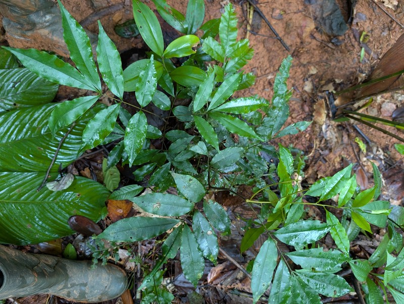 Simaba guianensis subsp. guianensis photo 3