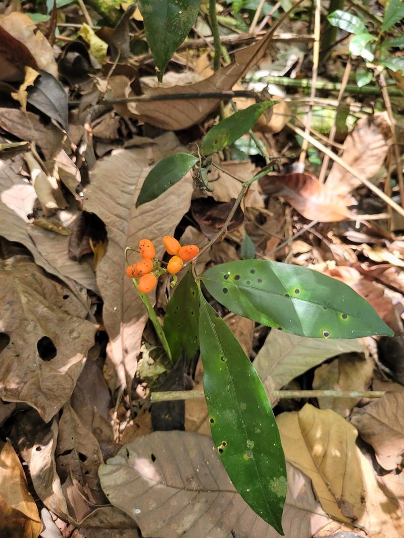 Simaba guianensis subsp. guianensis photo 4