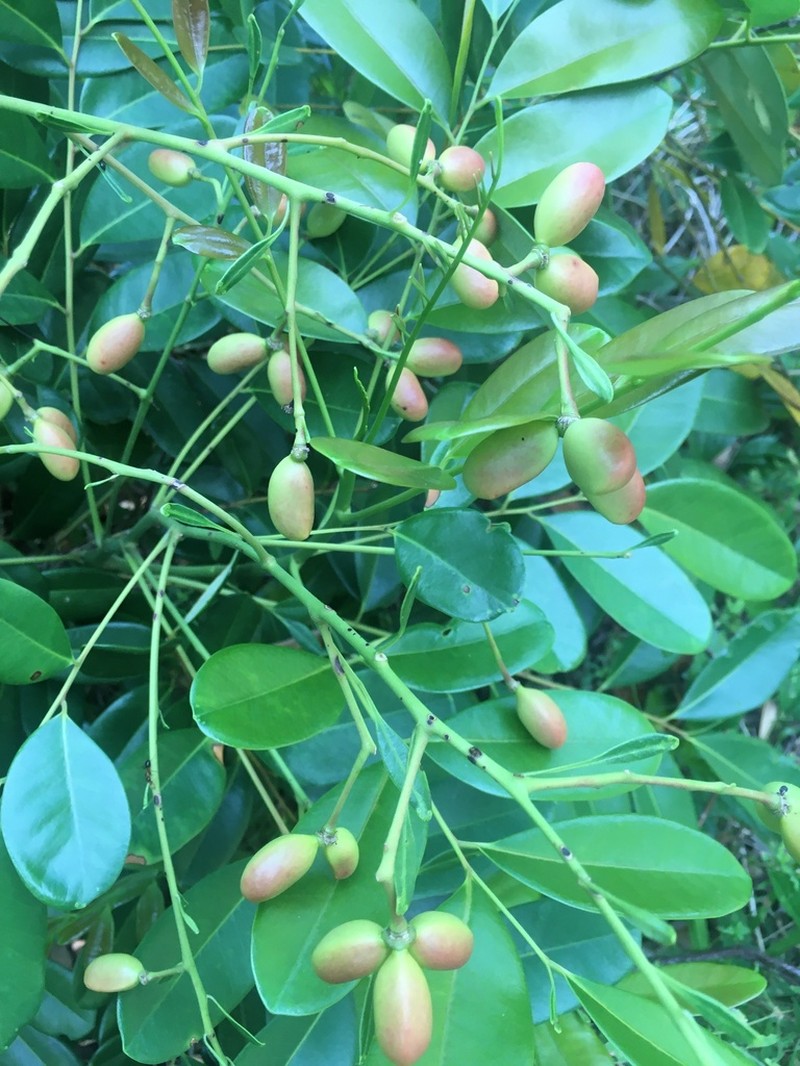 Paradisetree photo 3