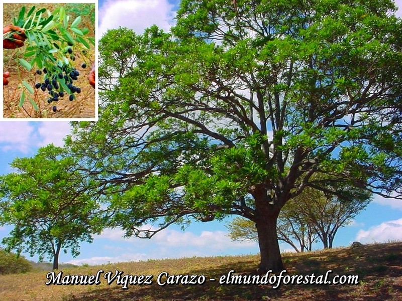 Paradisetree photo 4
