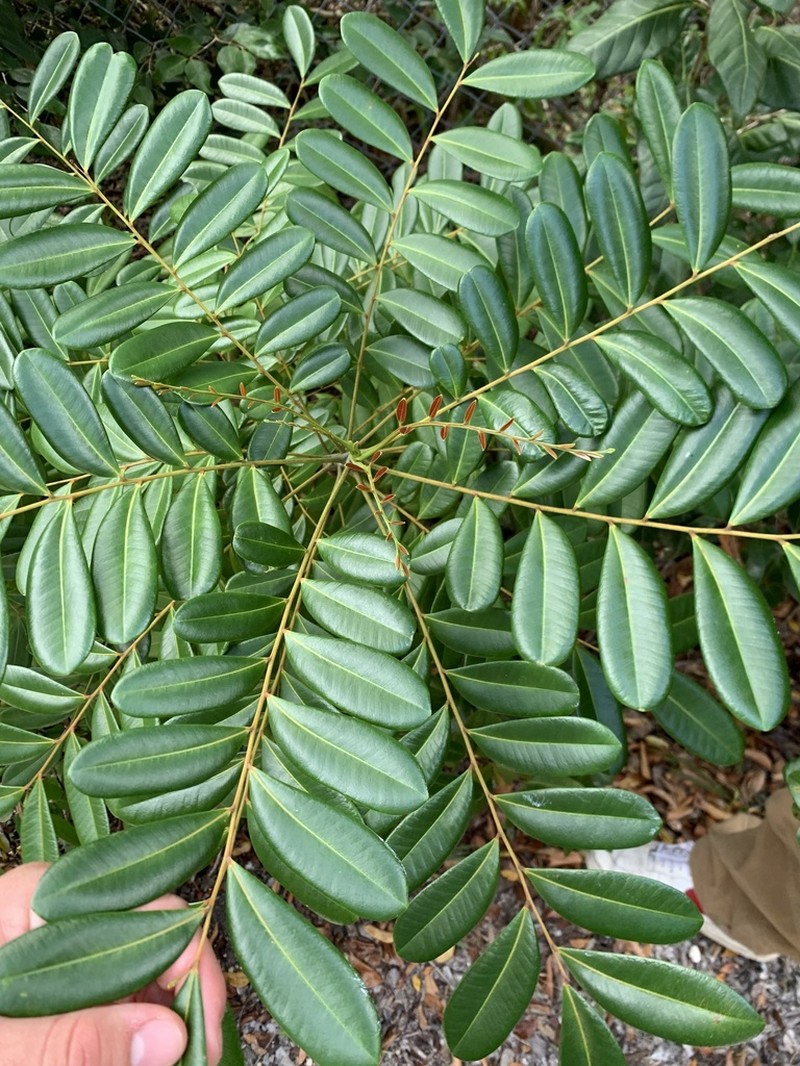 Paradisetree photo 5
