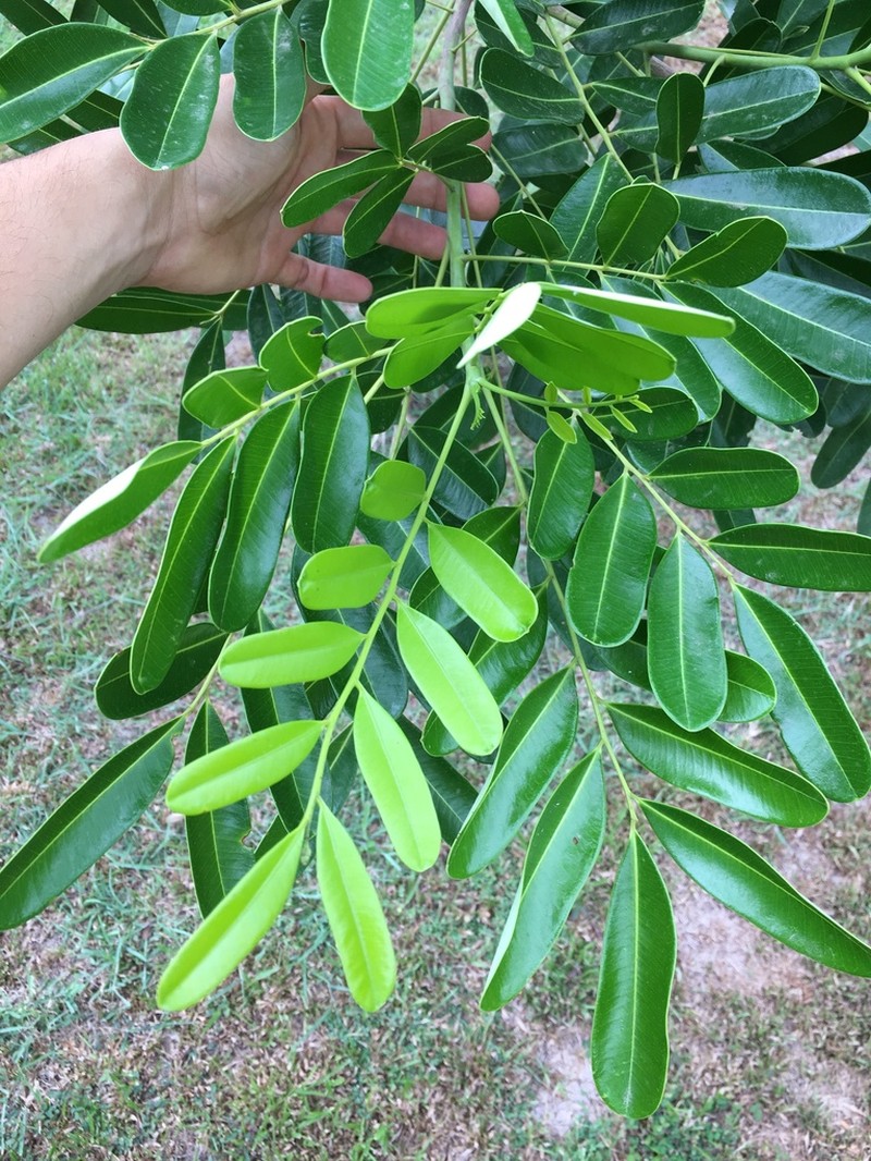 Paradisetree photo 6