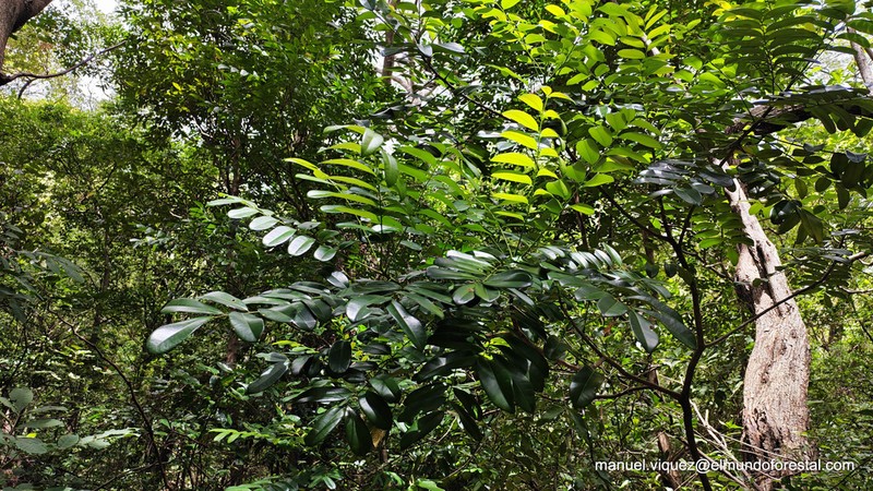 Paradisetree photo 7