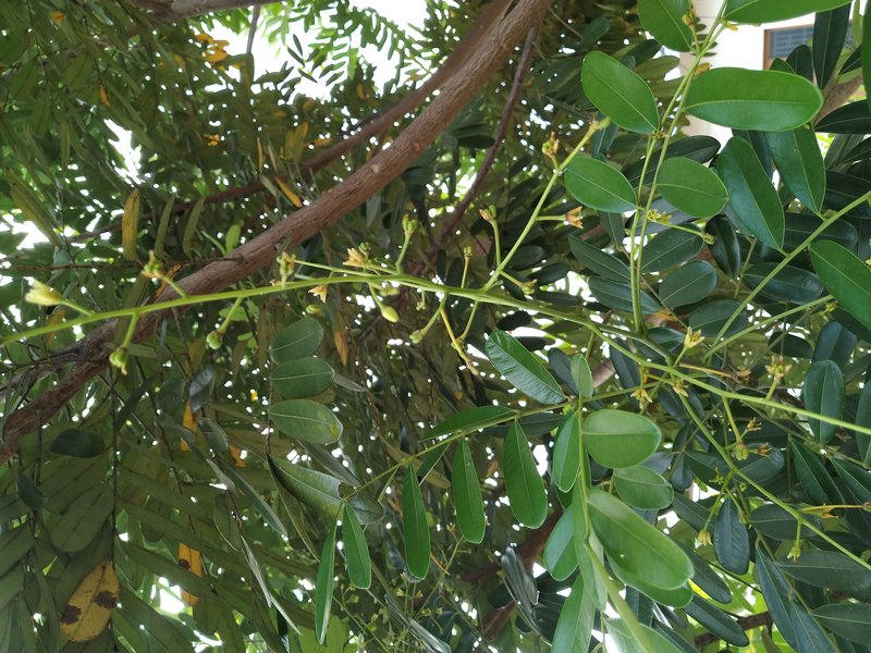 Paradisetree photo 6