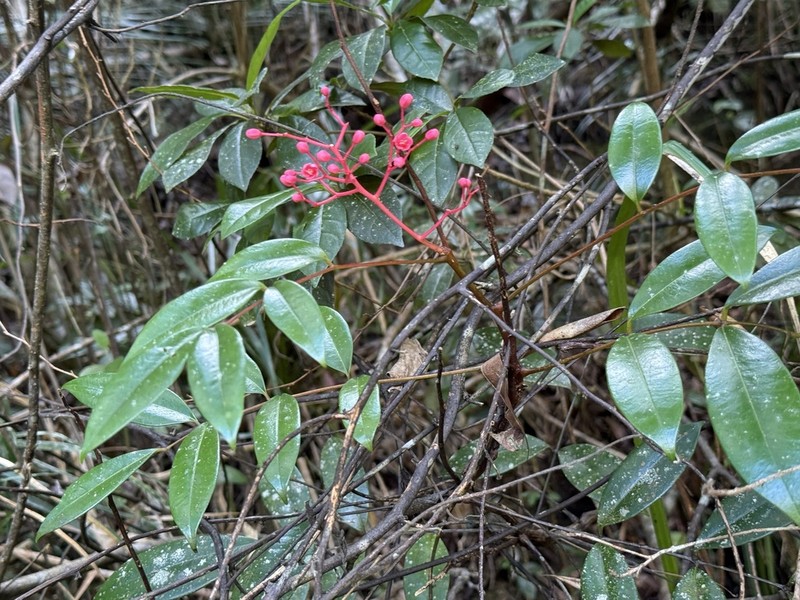 Aceitillo Falso photo 2