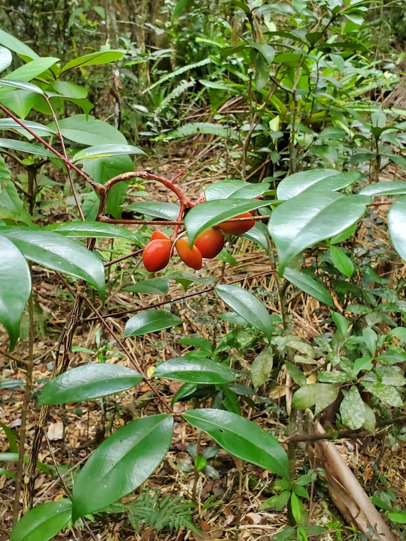 Aceitillo Falso photo 4
