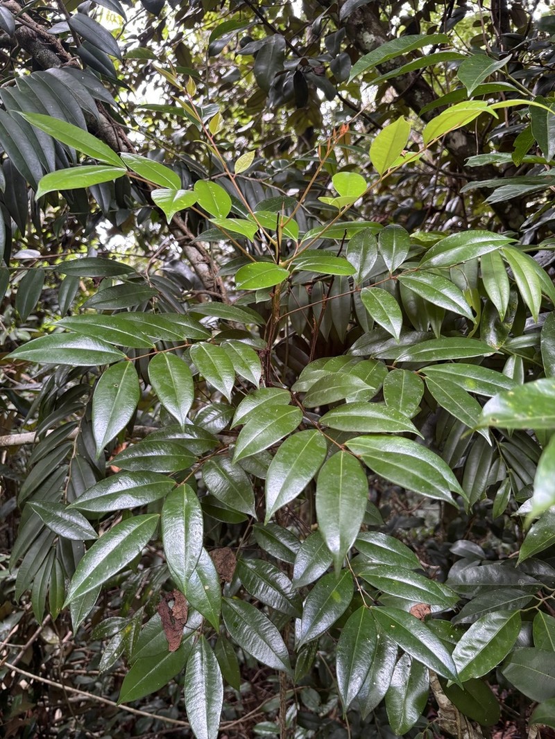 Aceitillo Falso photo 6