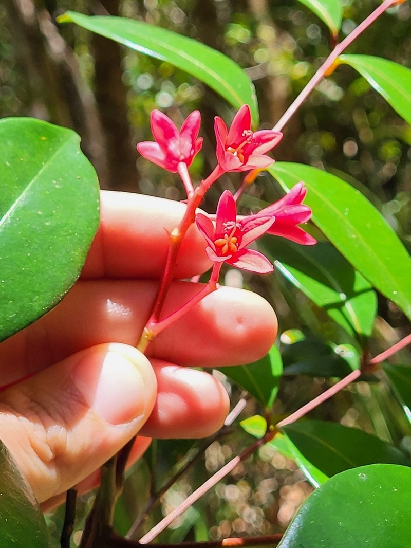 Aceitillo Falso photo 7