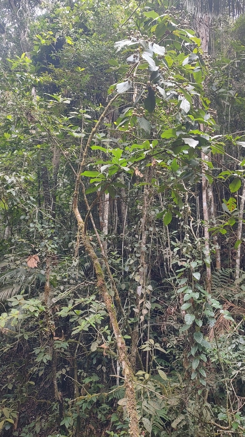 Simira alba