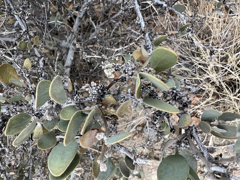 Jojoba photo 3