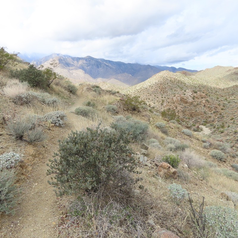 Jojoba photo 4