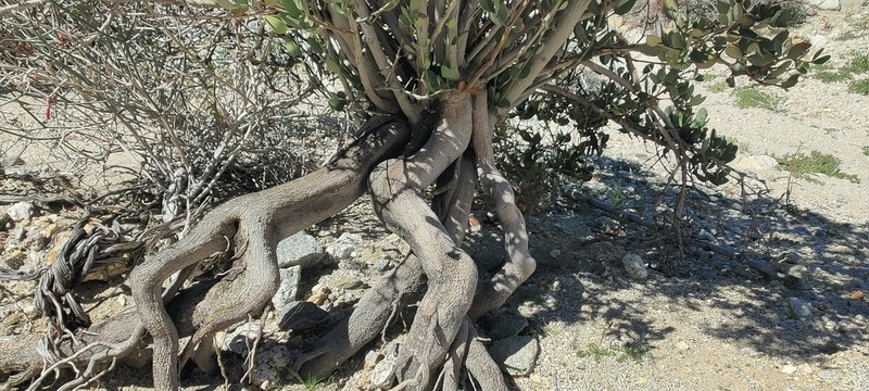 Jojoba photo 5