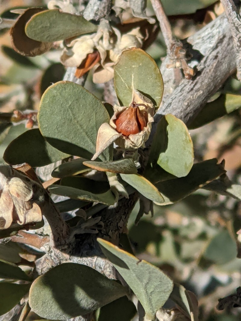 Jojoba photo 6