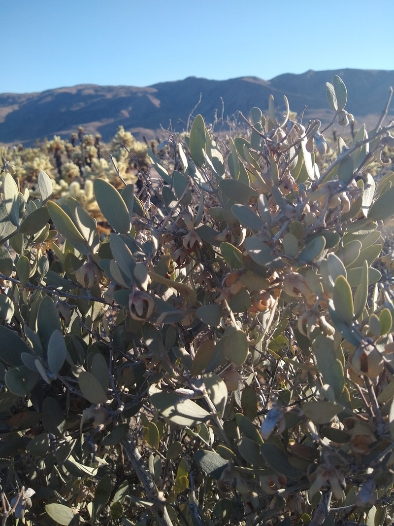 Jojoba photo 7