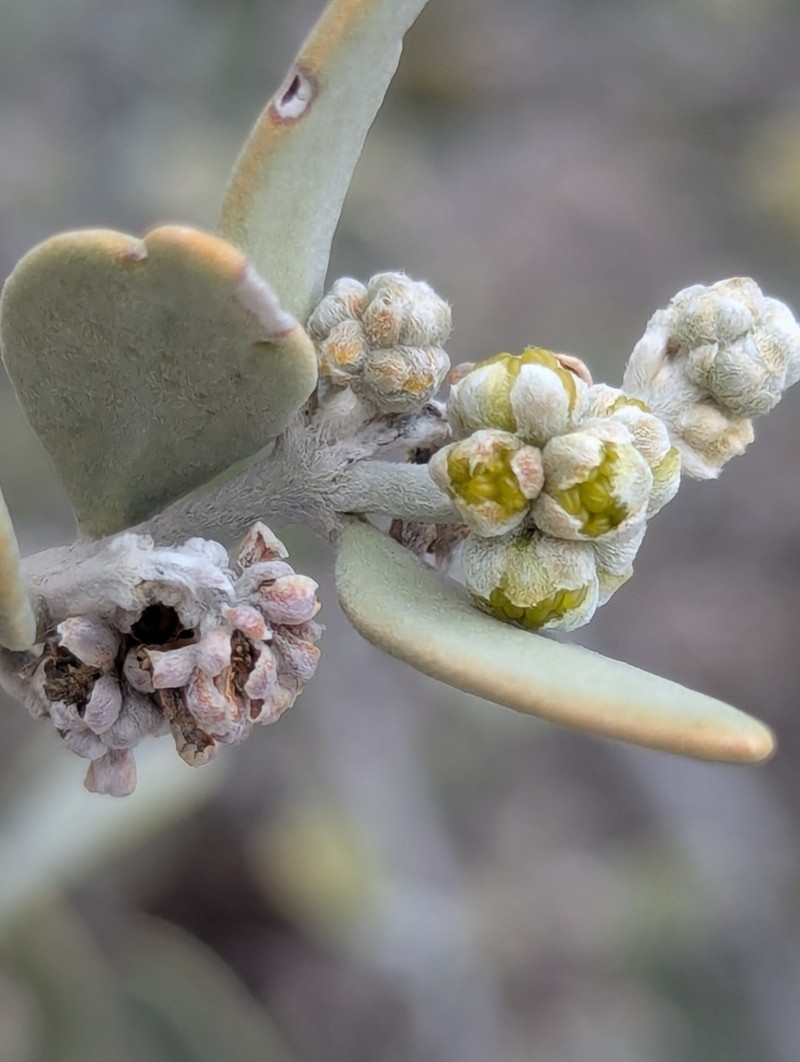 Jojoba photo 8