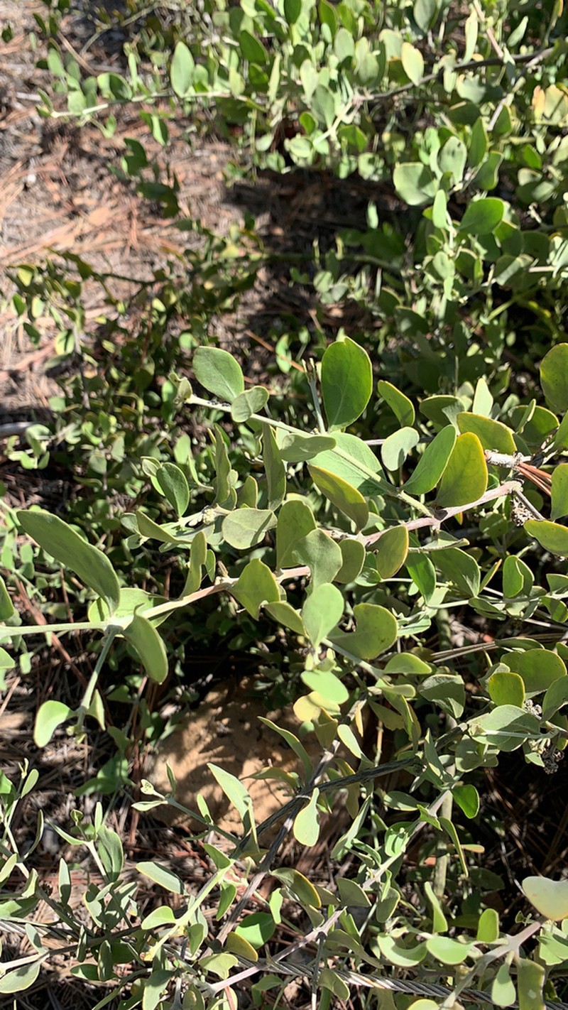 Jojoba photo 9
