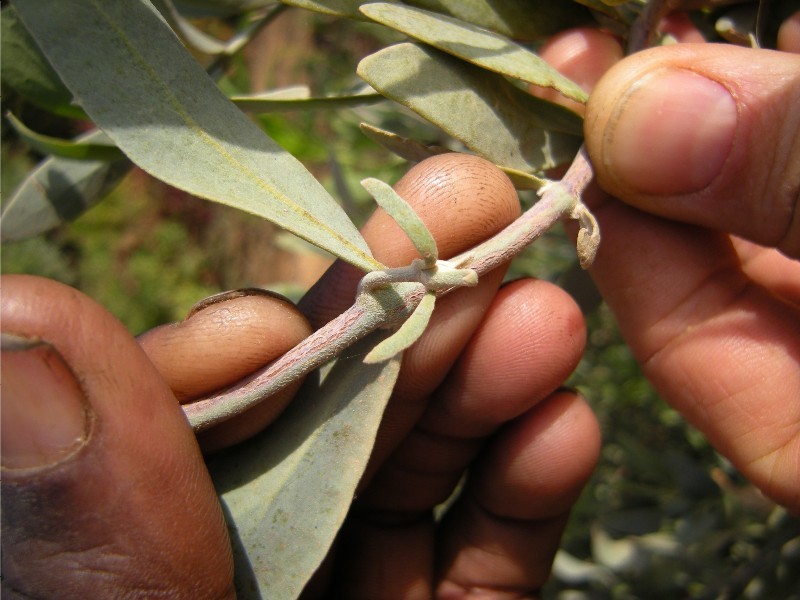 Jojoba photo 5
