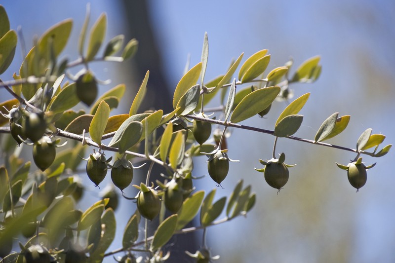 Jojoba photo 6