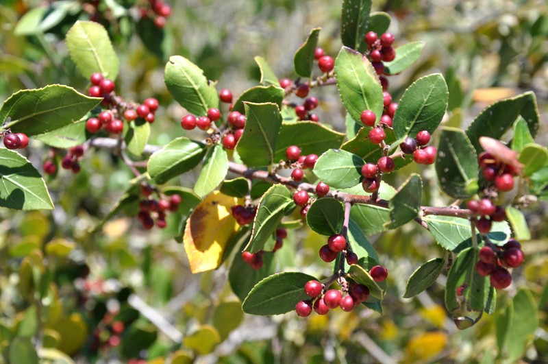 Jojoba photo 7