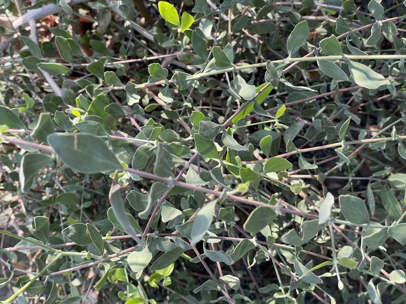 Jojoba photo 2