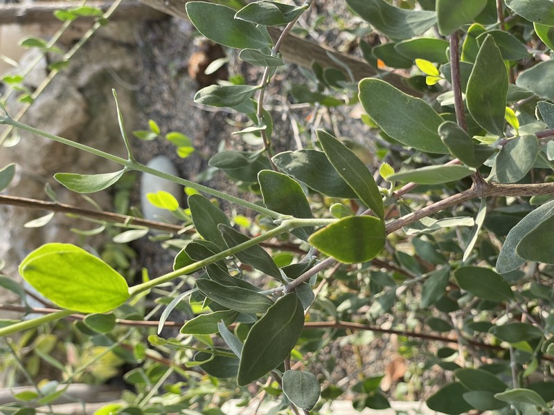 Jojoba photo 3