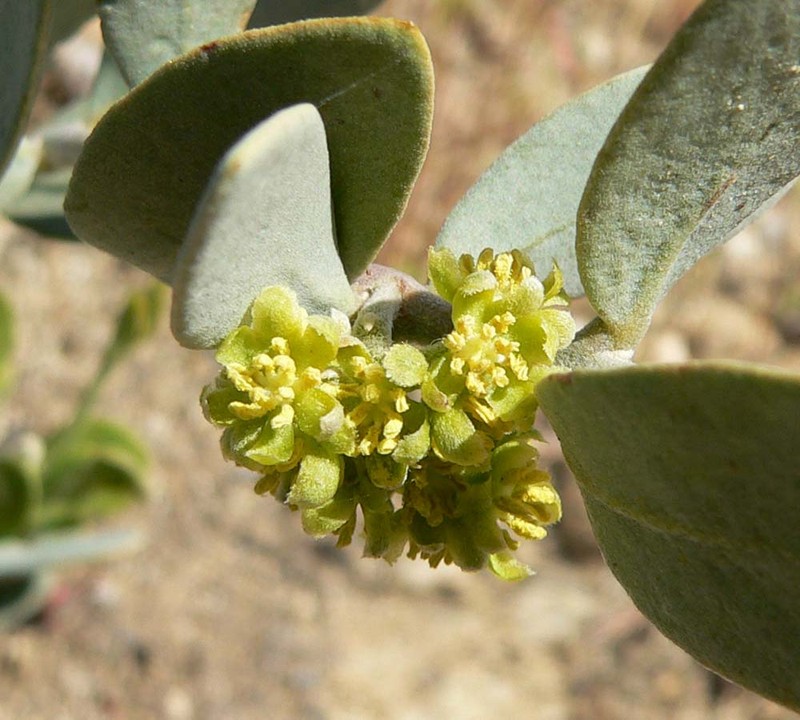 Jojoba photo 4