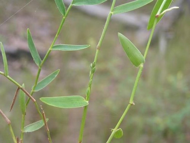 Simonachne maidenii