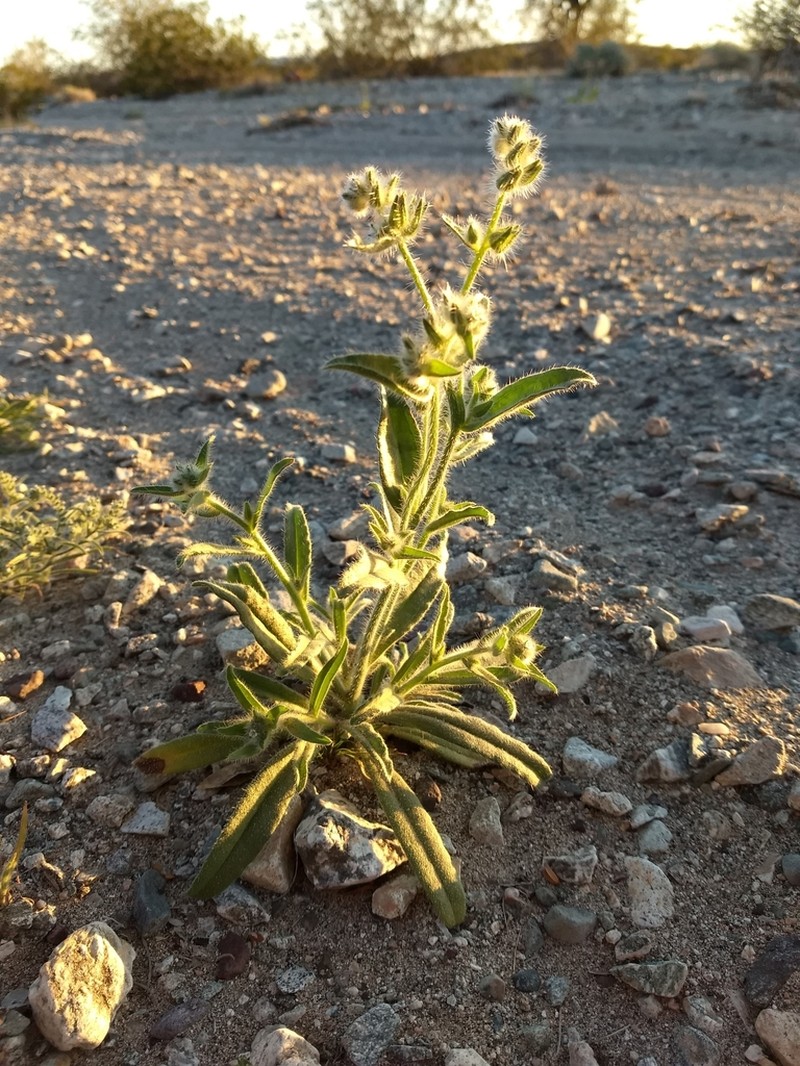 Mojave Popcornflower