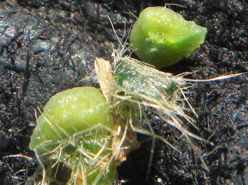Mojave Popcornflower photo 2
