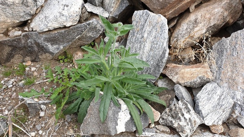 Mojave Popcornflower photo 3