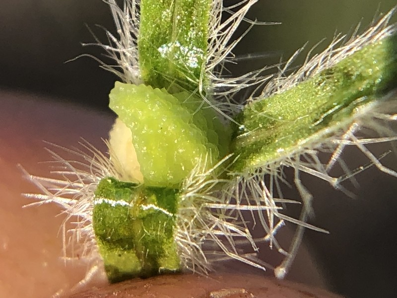 Mojave Popcornflower photo 4