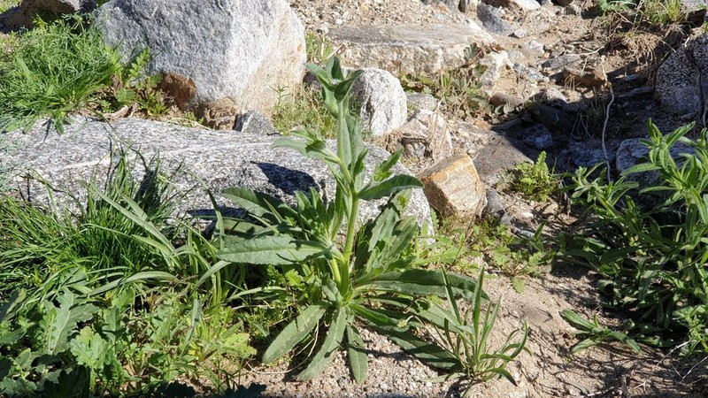 Mojave Popcornflower photo 5