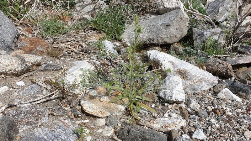 Mojave Popcornflower photo 6
