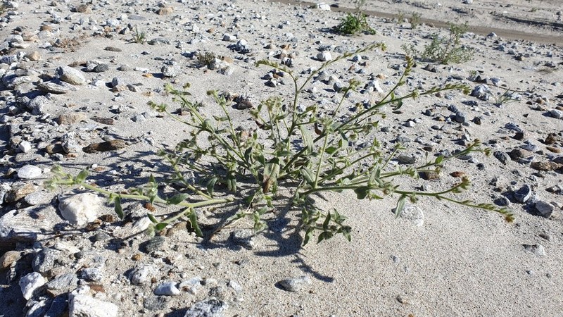 Mojave Popcornflower photo 7