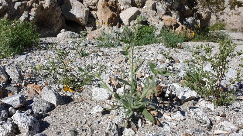 Mojave Popcornflower photo 8