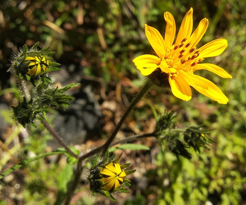 Simsia amplexicaulis