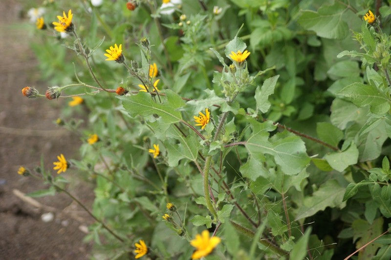 Simsia amplexicaulis photo 2