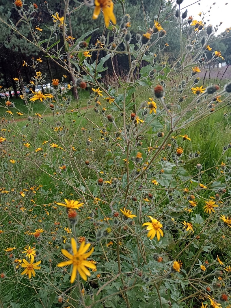 Simsia amplexicaulis photo 3
