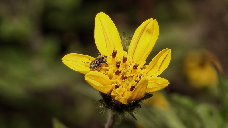 Simsia amplexicaulis photo 4