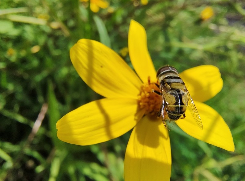 Simsia amplexicaulis photo 5