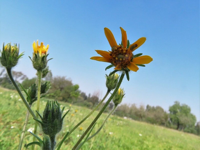Simsia amplexicaulis photo 6