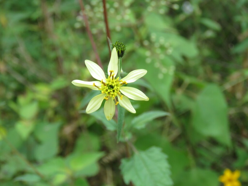 Simsia amplexicaulis photo 7