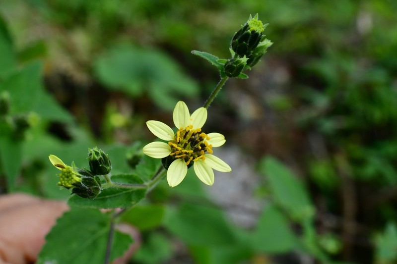 Simsia annectens photo 3