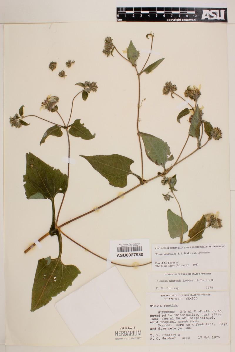 Simsia annectens var. annectens